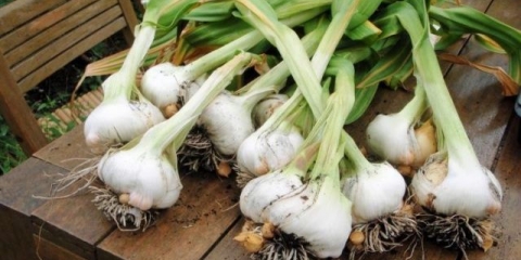 Rocambole: uzgoj + fotografija